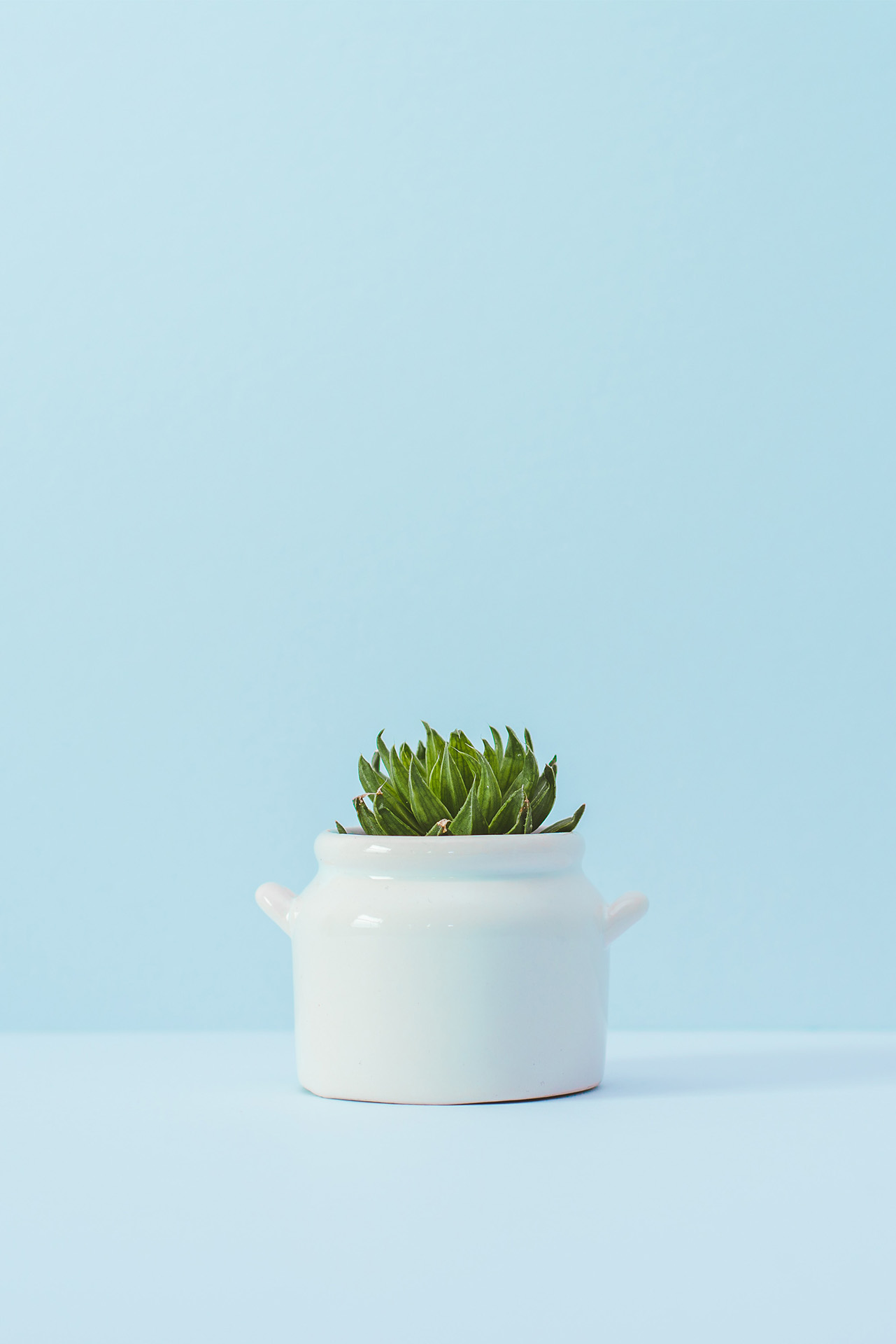 Plant Succulent in een witte pot voor lichtblauwe achtergrond